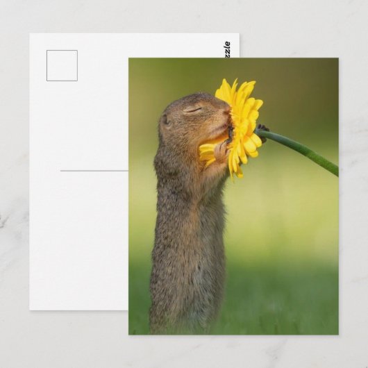 Ecureuil ruikt een bloem briefkaart (Voorkant / Achterkant)