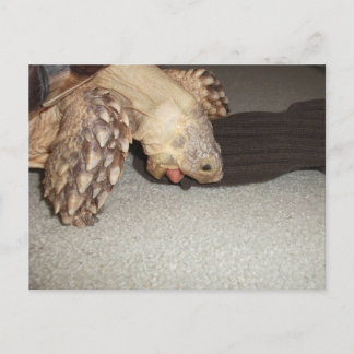 Ed en de Sock, Sulcata Tortoise Bath Mat Briefkaart