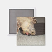 Ed en de Sock, Sulcata Tortoise Magneet (Voorkant / Achterkant)