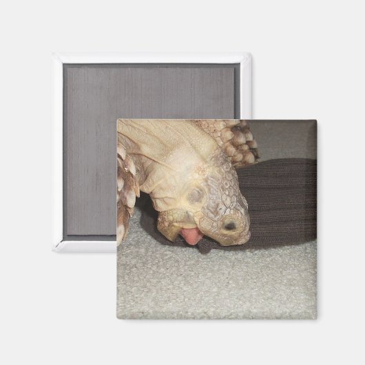 Ed en de Sock, Sulcata Tortoise  Magneet (Voorkant / Achterkant)
