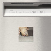 Ed en de Sock, Sulcata Tortoise  Magneet (Insitu (Vaatwasser))