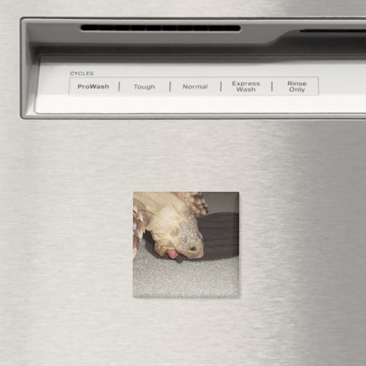 Ed en de Sock, Sulcata Tortoise Magneet (Insitu (Vaatwasser))