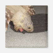 Ed en de Sock, Sulcata Tortoise  Magneet (Voorkant)