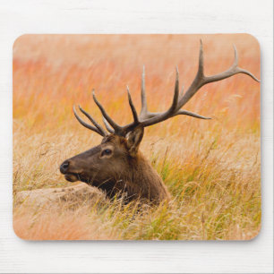 Edele herten (Cervus Elephus) rustend in weiland Muismat