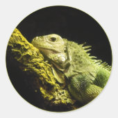 Edele Iguana Stickers (Voorkant)