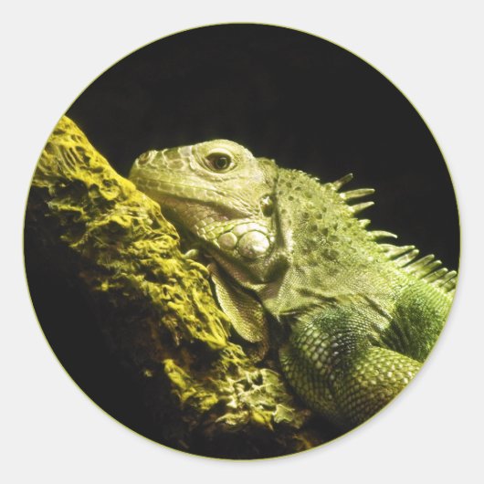 Edele Iguana Stickers (Voorkant)