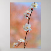 edele Japanse abrikozenbloemen Poster (Voorkant)