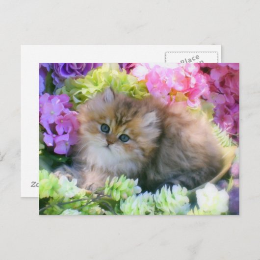 edele katjes briefkaart (Voorkant / Achterkant)