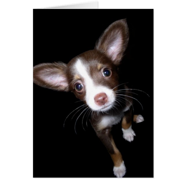 Edele papaver (Voorkant)