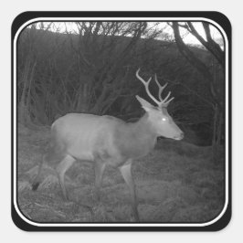 Edelhert in de schemering Bosland Wildlife Kunst Vierkante Sticker