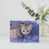 Edelkleurige kat en Kitten-fotokaarten, Gifts, Pos Briefkaart (Staand voorkant)