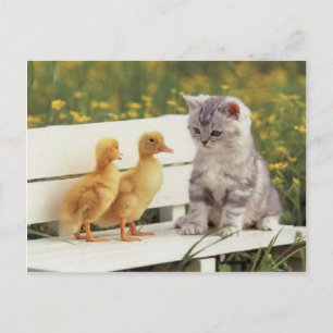 Edelkleurige katten, Kittens Kaarten, Gifts - Aanp Briefkaart
