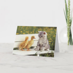 Edelkleurige katten, Kittens Kaarten, Gifts - Aanp Kaart