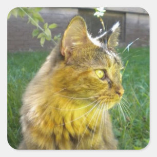 Edeloze Katten stickers
