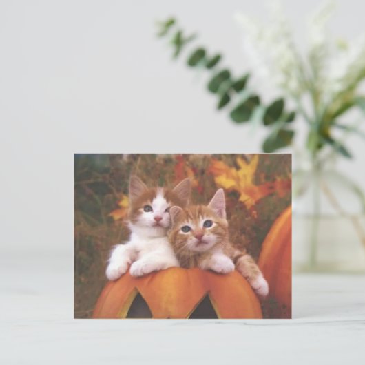 Edeloze pompoenen - kaarten (Staand voorkant)