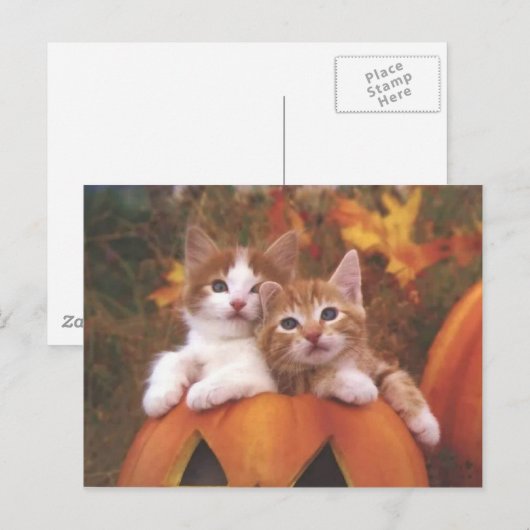 Edeloze pompoenen - kaarten (Voorkant / Achterkant)