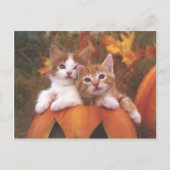 Edeloze pompoenen - kaarten (Voorkant)