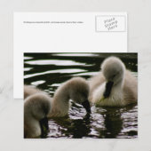 Edelvormige meststoffen briefkaart (Voorkant / Achterkant)