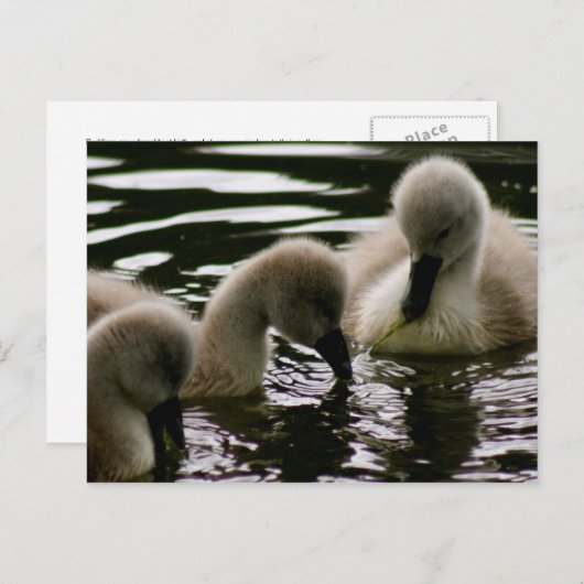 Edelvormige meststoffen briefkaart (Voorkant / Achterkant)