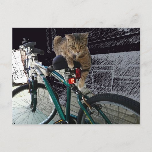 Edelwaardig Kat wacht op eigenaar om te gaan fiets Briefkaart (Voorkant)