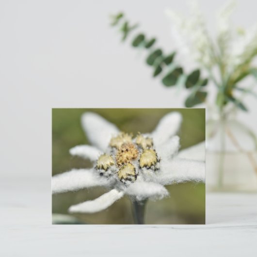 Edelweiss Alpiene bloem Briefkaart (Staand voorkant)
