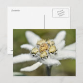Edelweiss Alpiene bloem Briefkaart (Voorkant / Achterkant)