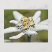 Edelweiss Alpiene bloem Briefkaart (Voorkant)