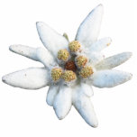 Edelweiss Alpine Flower Staand Fotobeeldje<br><div class="desc">Edelweiss Alpiene Bloem - foto-uitsnede.</div>