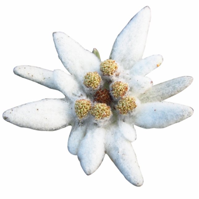 Edelweiss Alpine Flower Staand Fotobeeldje (Voorkant)
