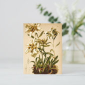 Edelweiss Bloemen  Botanische Illustratie Briefkaart (Staand voorkant)
