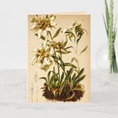 Edelweiss Bloemen  Botanische Illustratie Kaart (Voorkant)