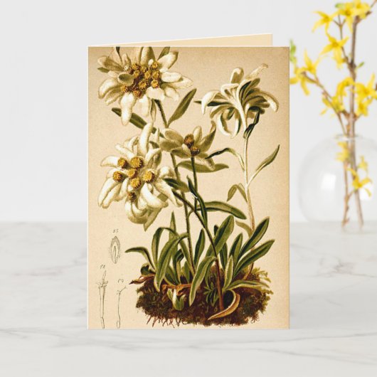 Edelweiss Bloemen  Botanische Illustratie Kaart (Gele Bloem)