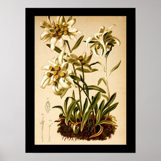 Edelweiss Bloemen  Botanische Illustratie Poster (Voorkant)