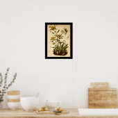 Edelweiss Bloemen  Botanische Illustratie Poster (Keuken)