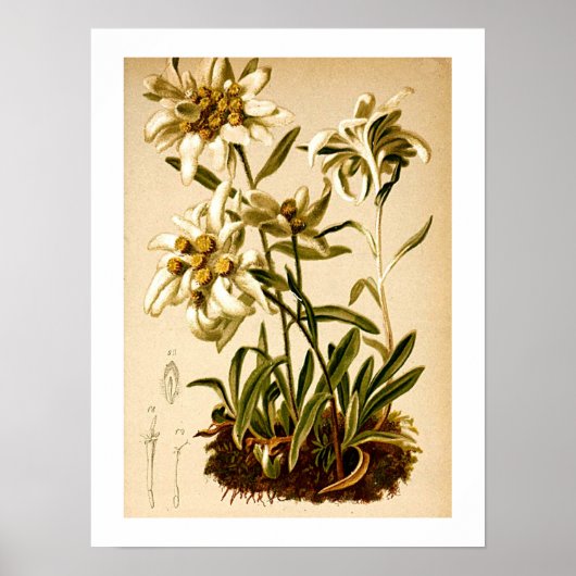 Edelweiss Bloemen  Botanische Illustratie Poster (Voorkant)