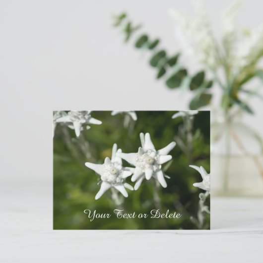 Edelweiss Bloom Briefkaart (Staand voorkant)