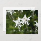 Edelweiss Bloom Briefkaart (Voorkant / Achterkant)