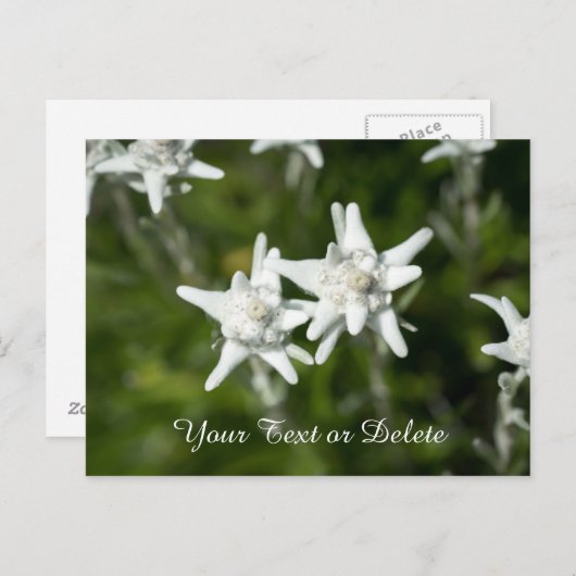 Edelweiss Bloom Briefkaart (Voorkant / Achterkant)
