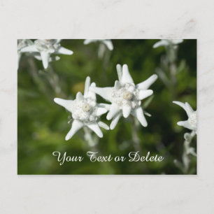 Edelweiss Bloom Briefkaart
