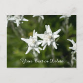 Edelweiss Bloom Briefkaart (Voorkant)