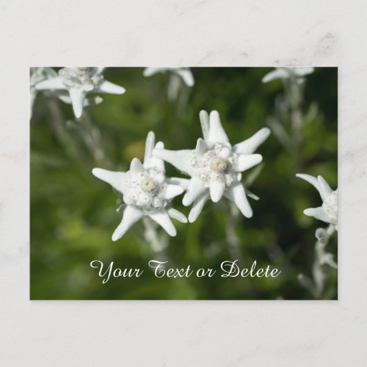 Edelweiss Bloom Briefkaart (Voorkant)