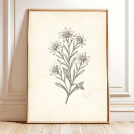 Edelweiss Botanische Galerij Muurprint Kunst Poster