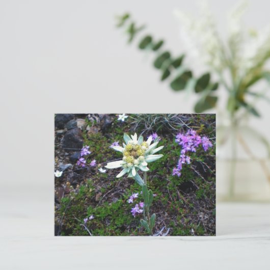 Edelweiss briefkaart (Staand voorkant)