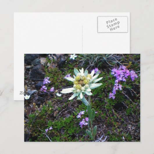 Edelweiss briefkaart (Voorkant / Achterkant)