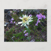 Edelweiss briefkaart (Voorkant)
