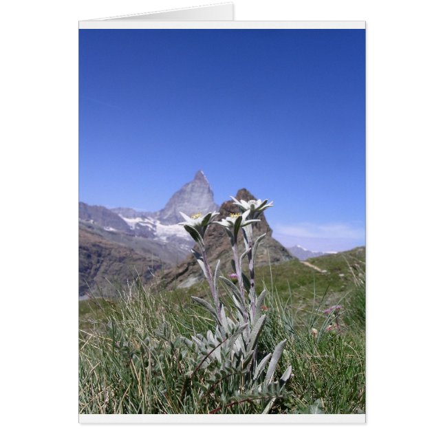 Edelweiss en Matterhorn (Voorkant)