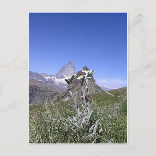 Edelweiss en Matterhorn Briefkaart (Voorkant)