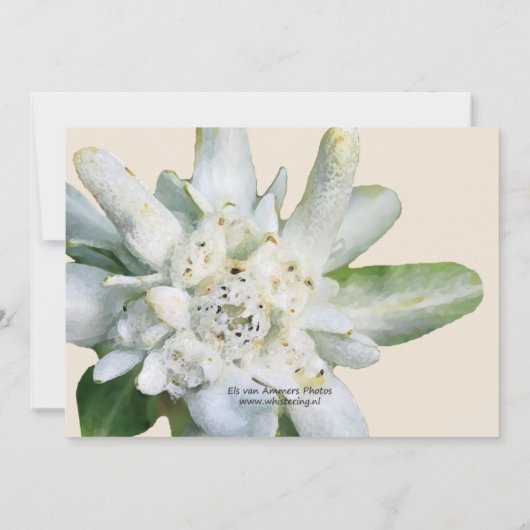 Edelweiss floral Bridal Shower Kaart (Achterkant)