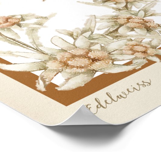 Edelweiss Flower Austria Poster (Hoek)