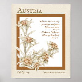 Edelweiss Flower Austria Poster